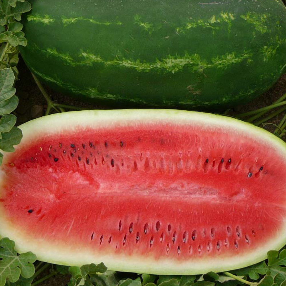 All Sweet watermelon